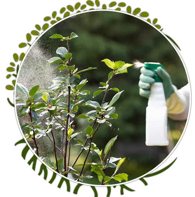 Prevent Pest Infestation